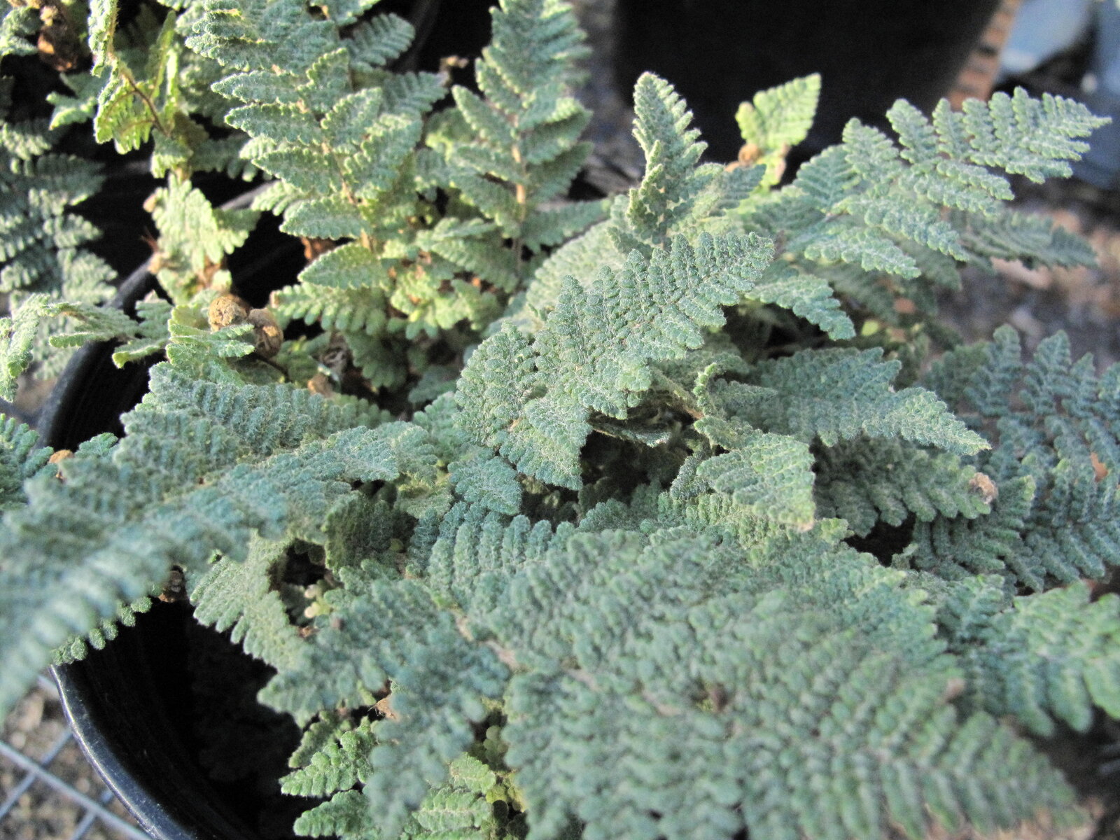 Woolly lip fern with densely white-tomentose underside