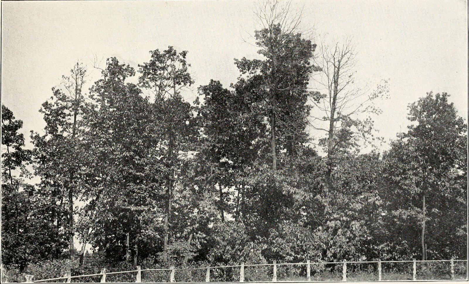 American chestnut killed by chestnut blight