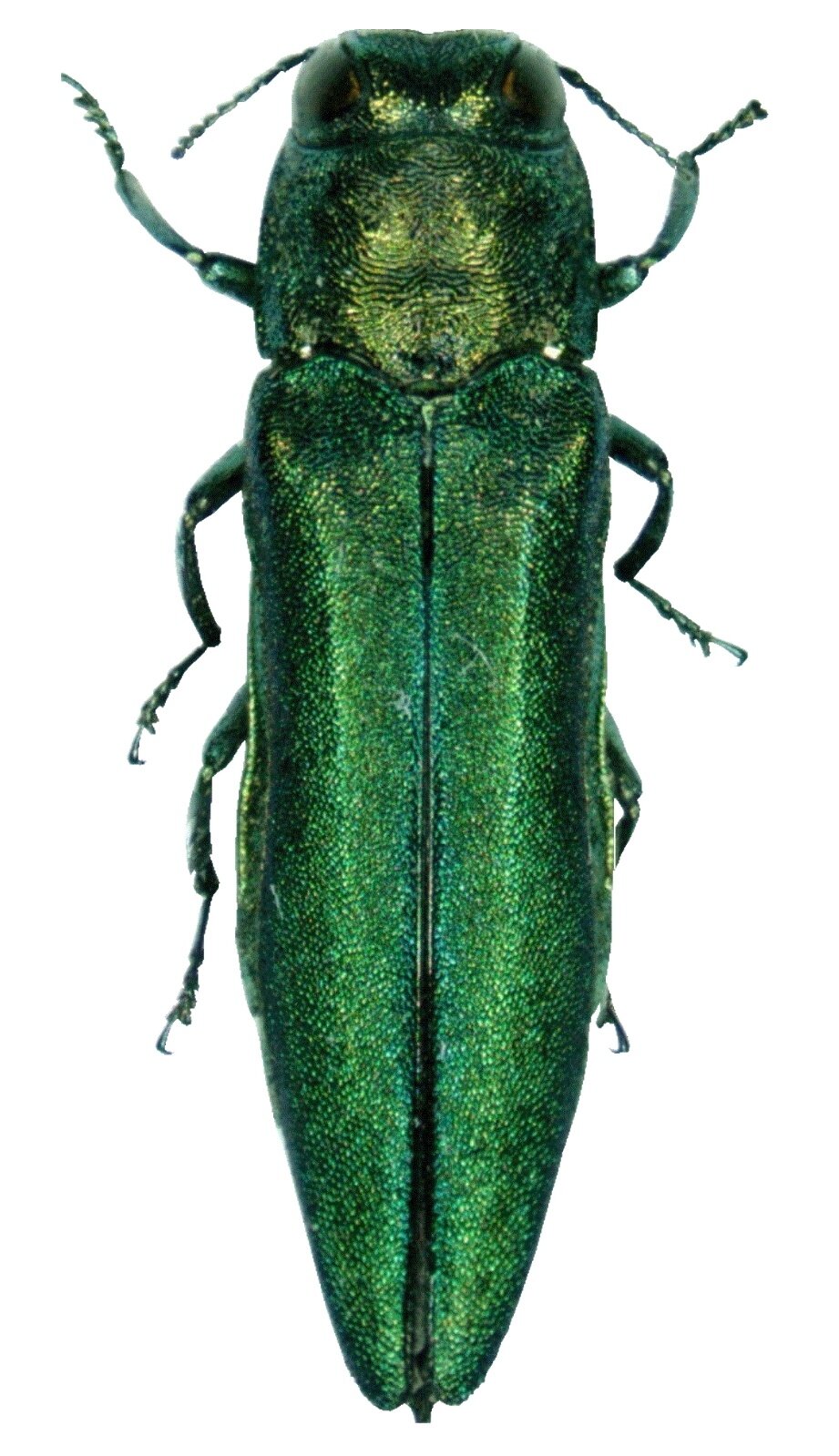 Emerald ash borer adult beetle