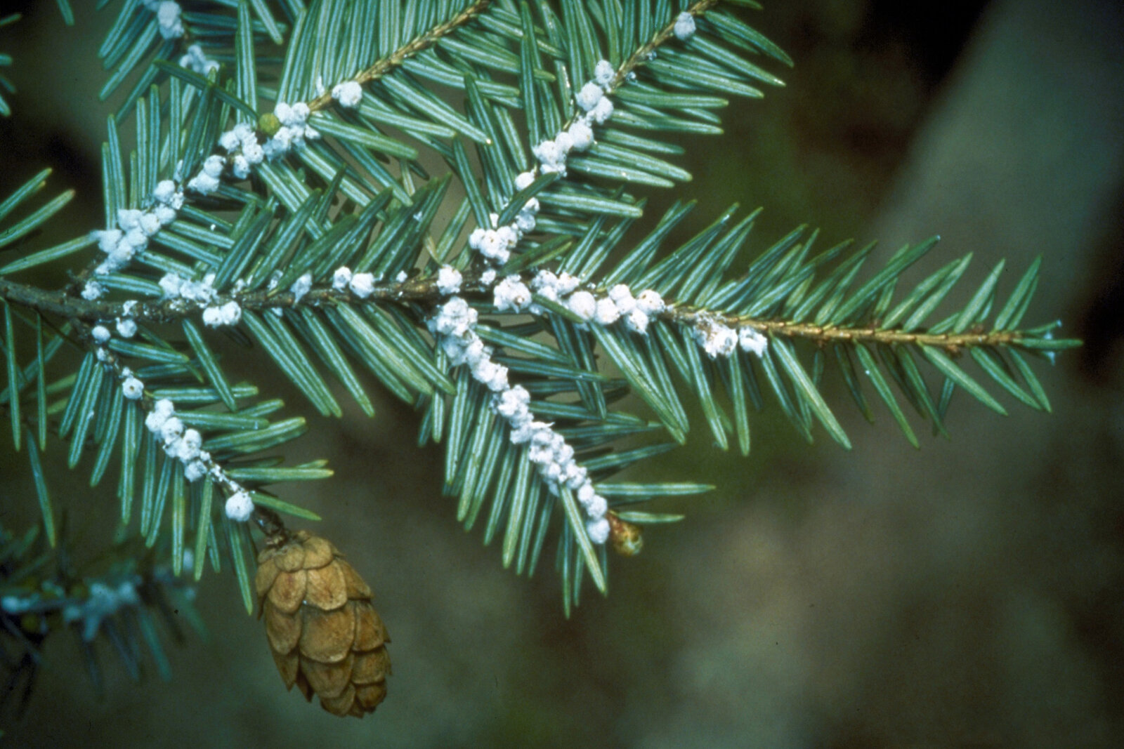 Hemlock woolly adelgid egg sacs on hemlock branch