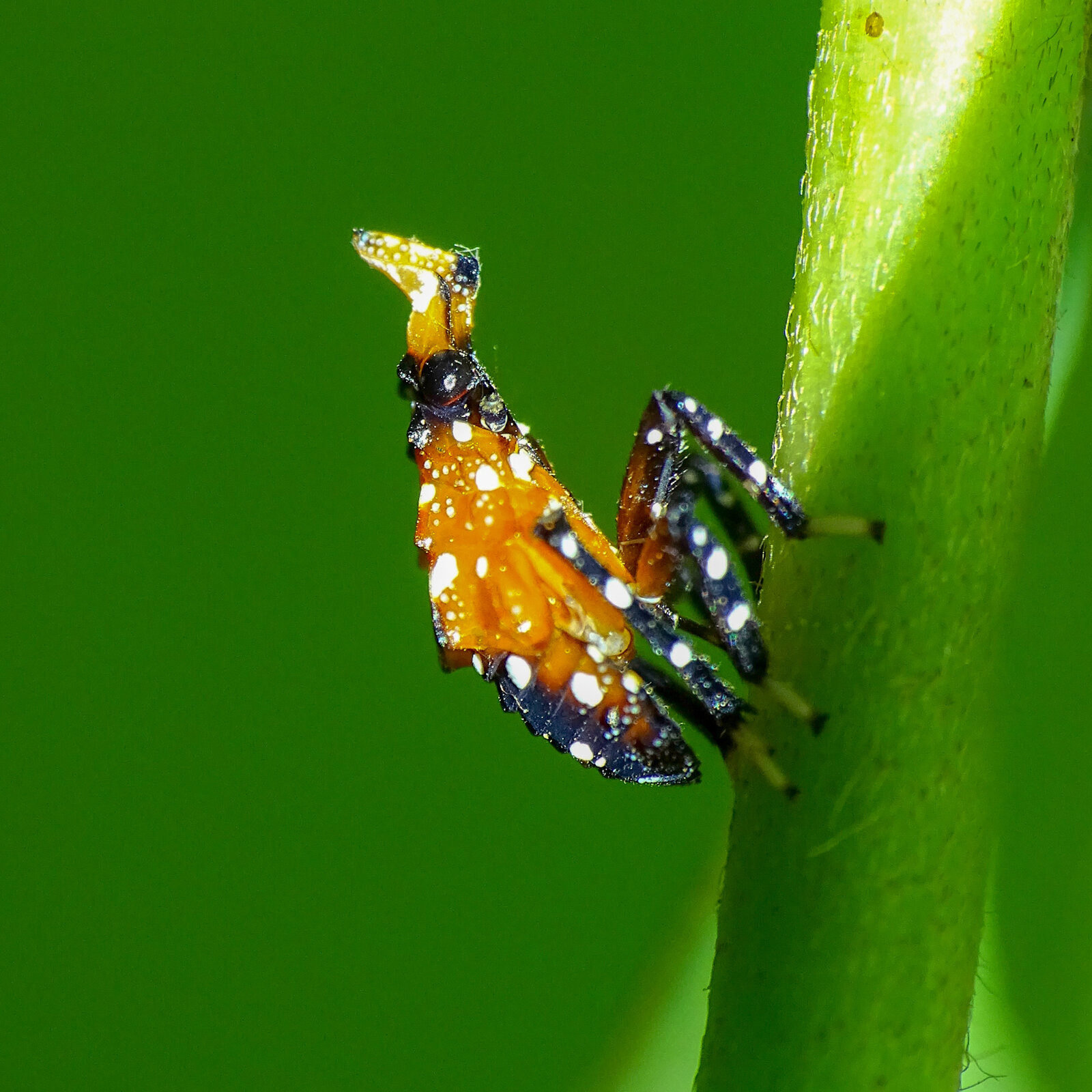 Spotted lanternfly adult with wings spread