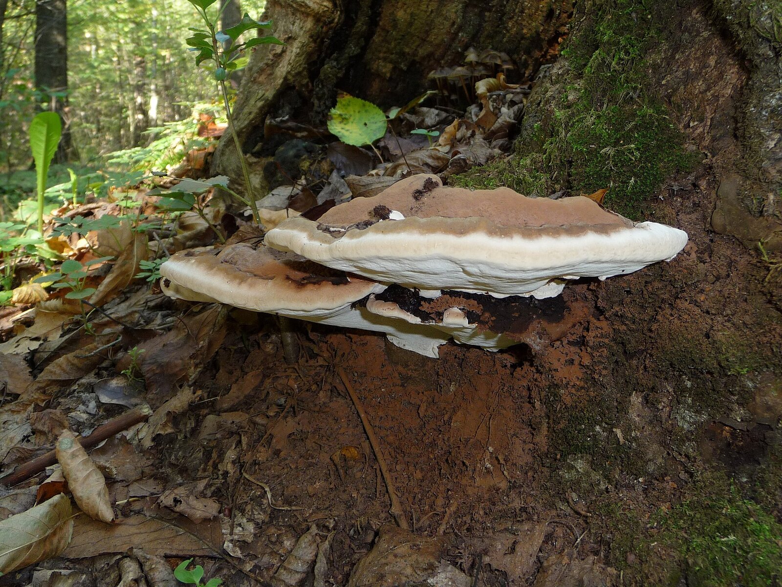 Large flat artist's conk bracket fungus on a dead tree