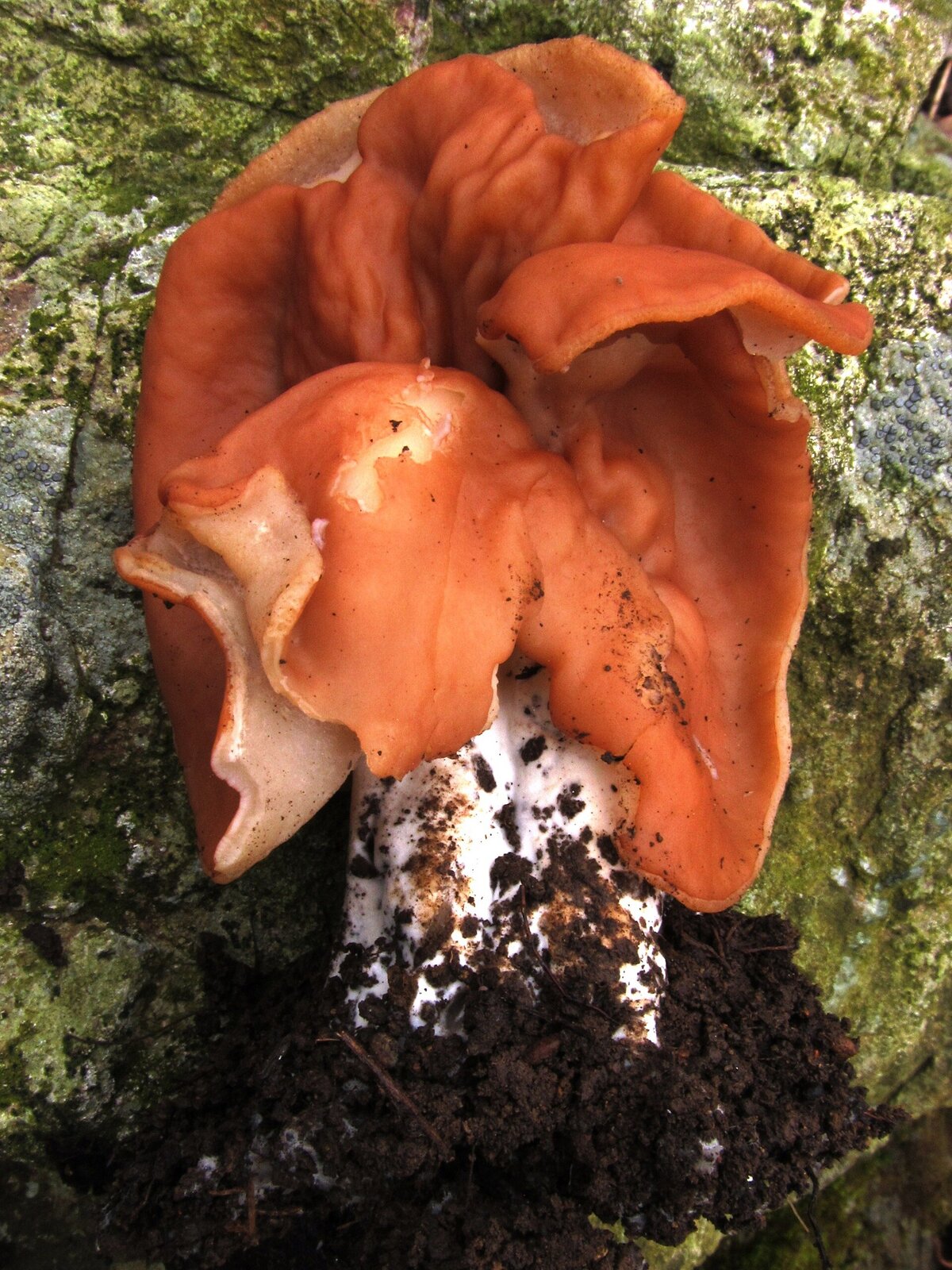 Beefsteak morel with large brown wrinkled cap