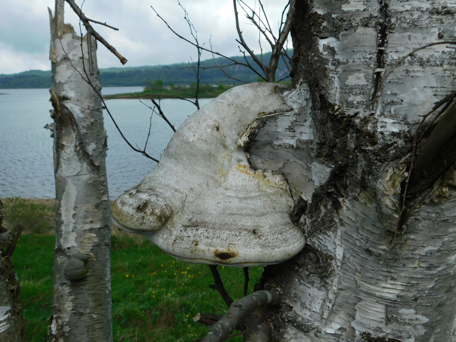 White birch polypore bracket fungus on birch trunk