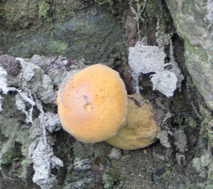 Brown bitter bolete mushroom resembling a king bolete