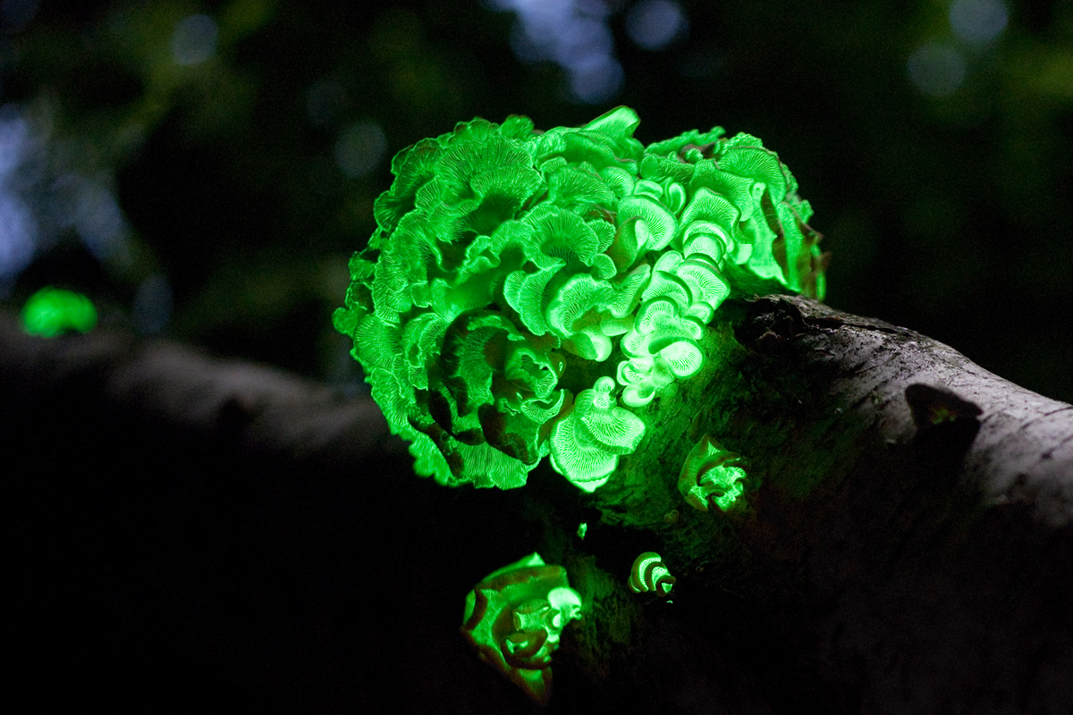 Small tan bitter oyster mushrooms growing in clusters on dead wood