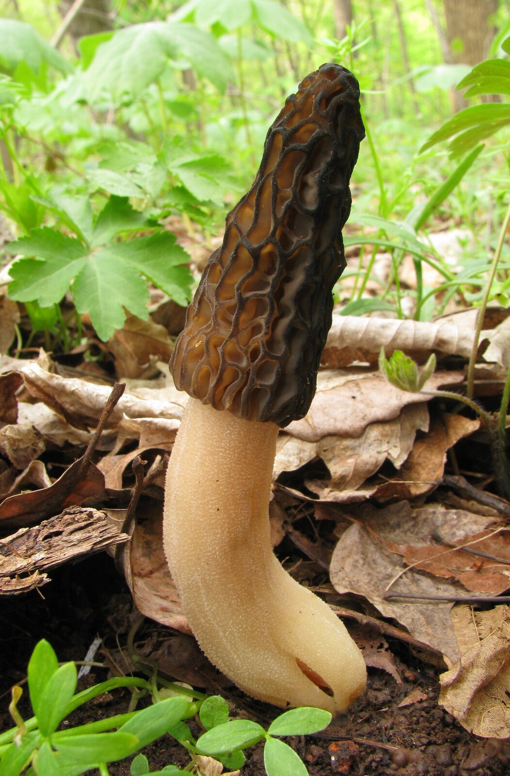 Black morel mushroom with dark ridged cap