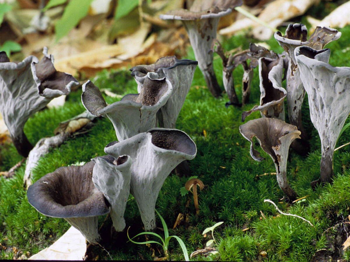Cluster of dark black trumpet mushrooms