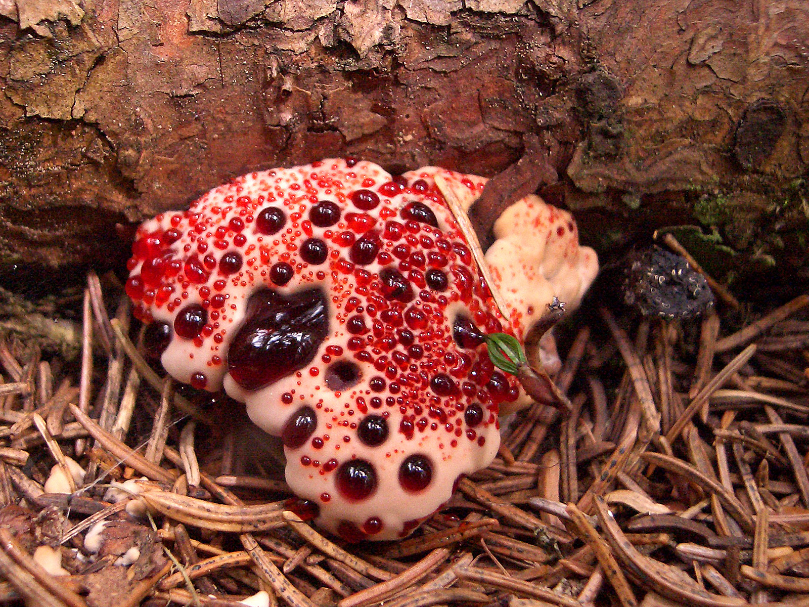 Bleeding tooth fungus exuding red droplets on white surface