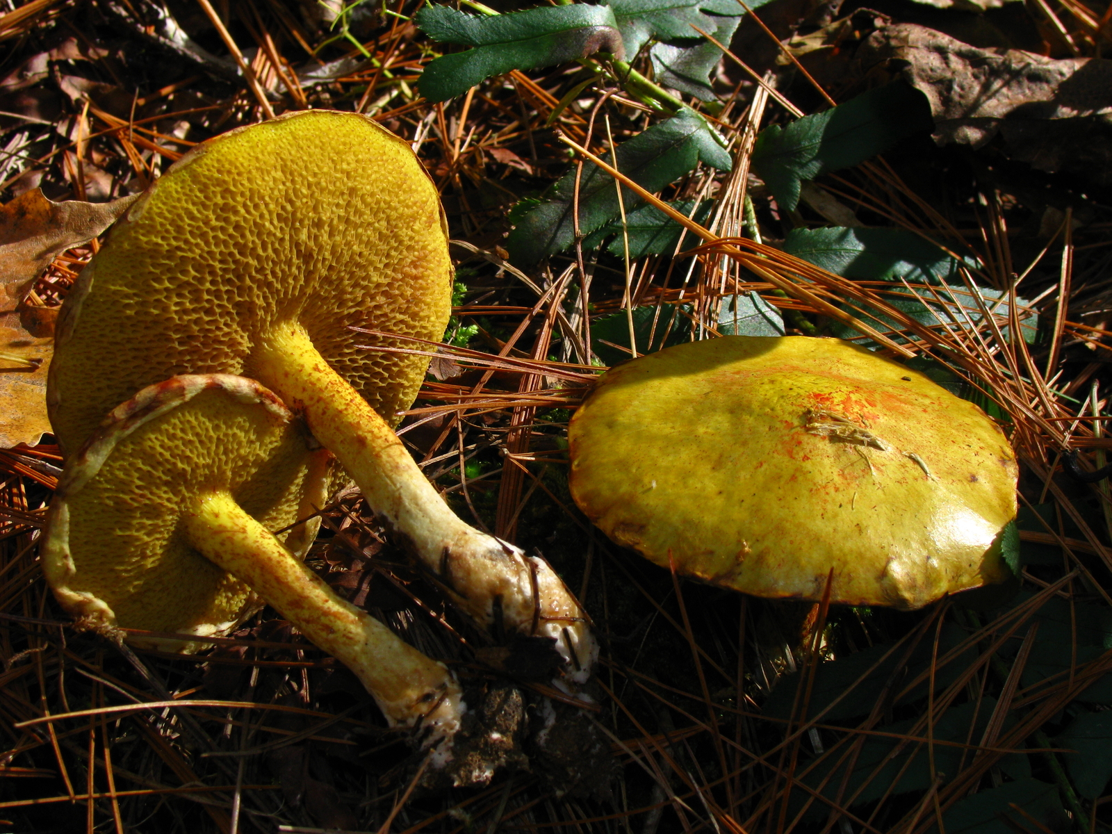 Slimy yellow chicken-fat suillus mushroom