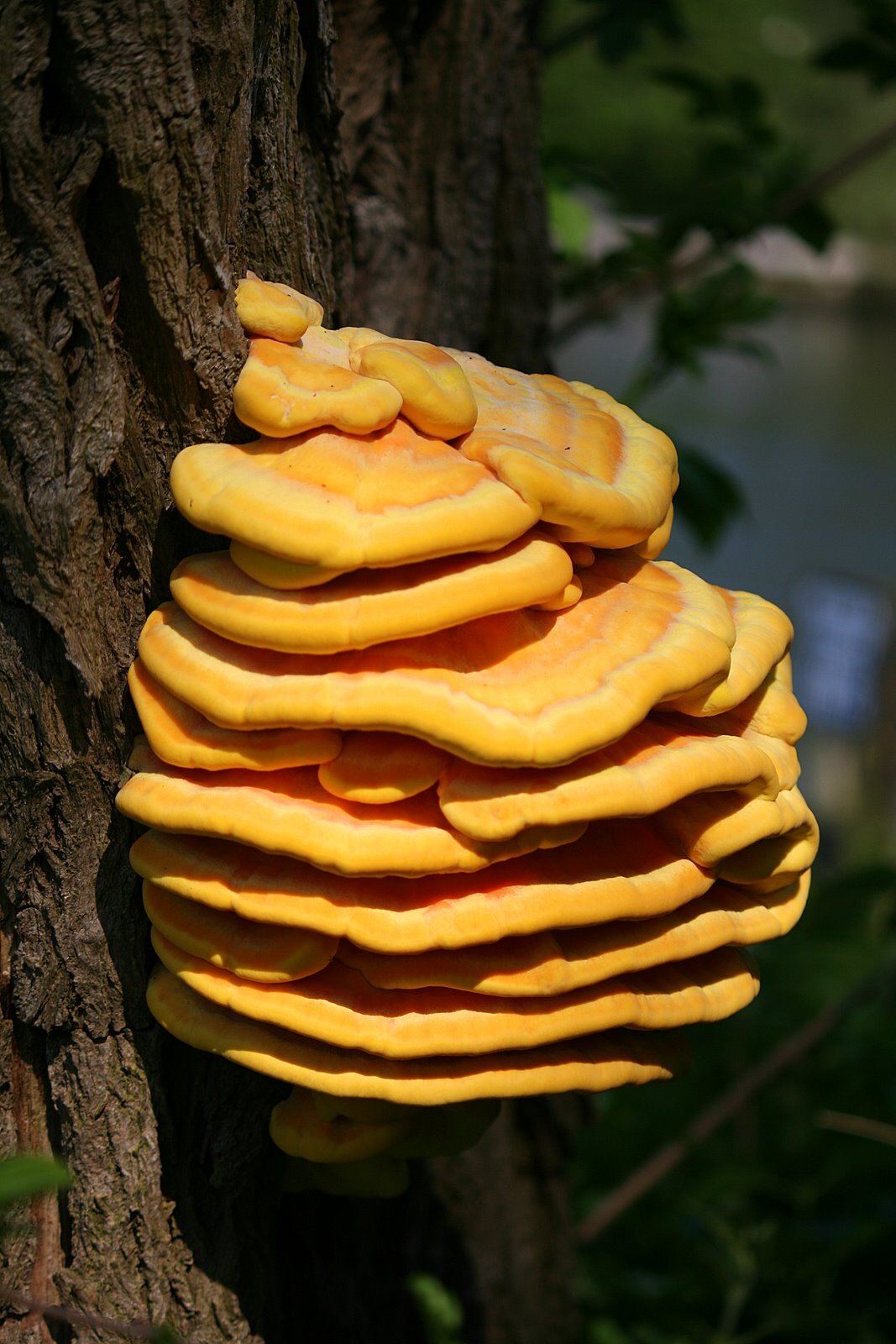Bright orange and yellow chicken of the woods bracket fungus on a tree