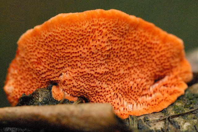 Bright red-orange cinnabar polypore bracket on dead wood