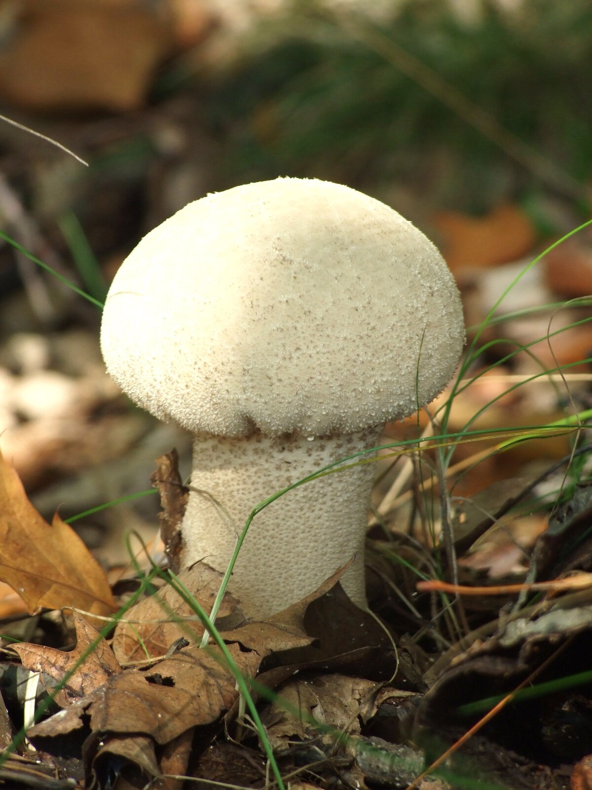 Cluster of common puffballs with spiny white surfaces