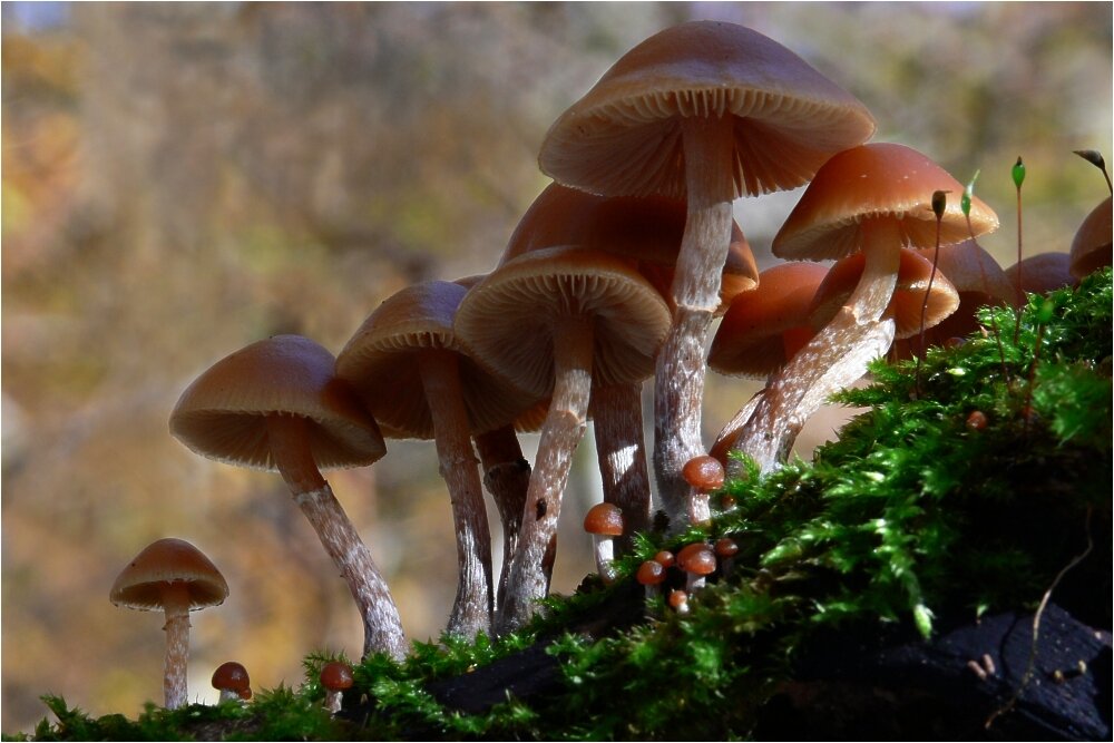 Small brown deadly galerina mushrooms on rotting wood