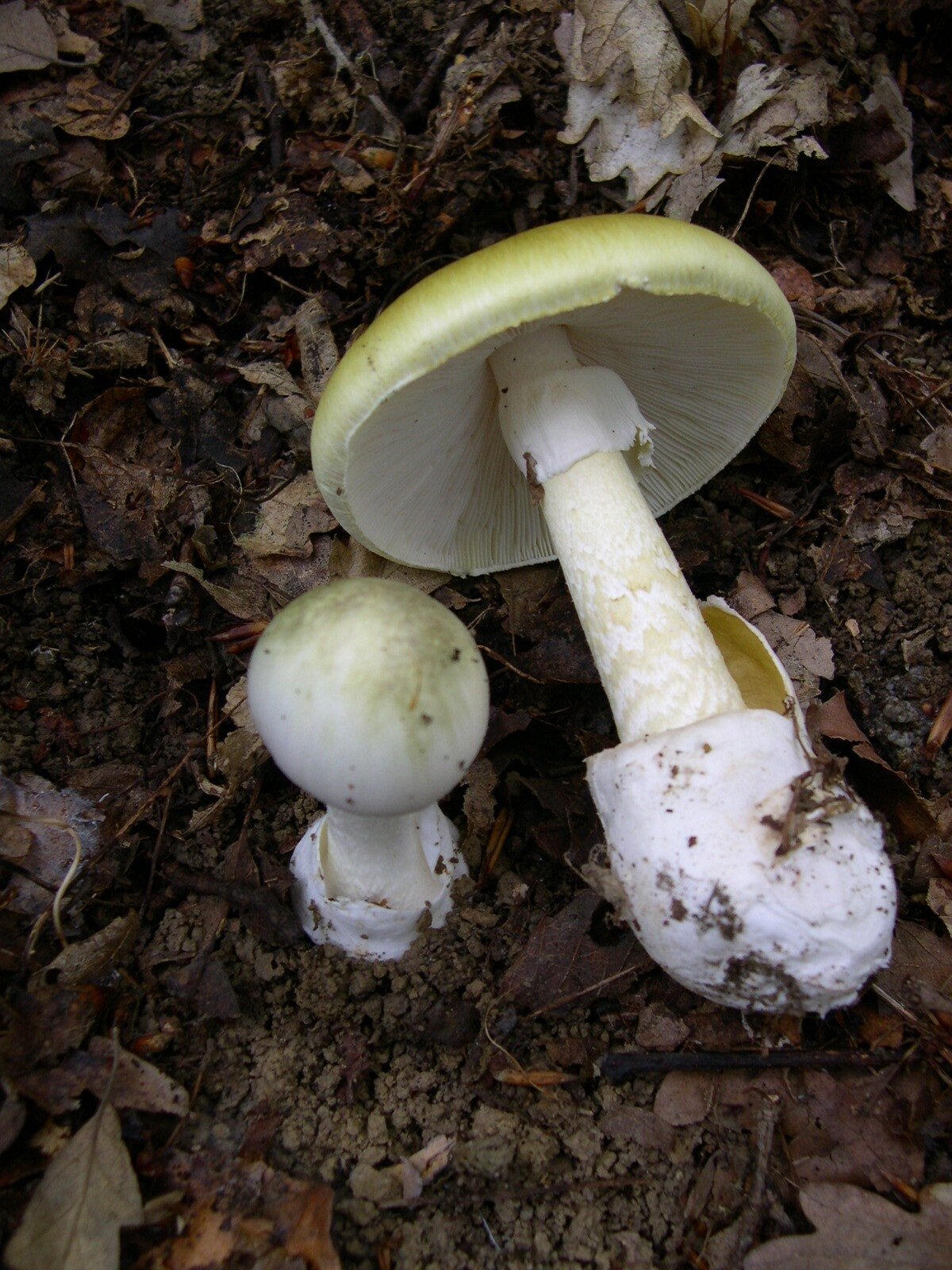 Greenish-yellow death cap mushroom showing ring and volva