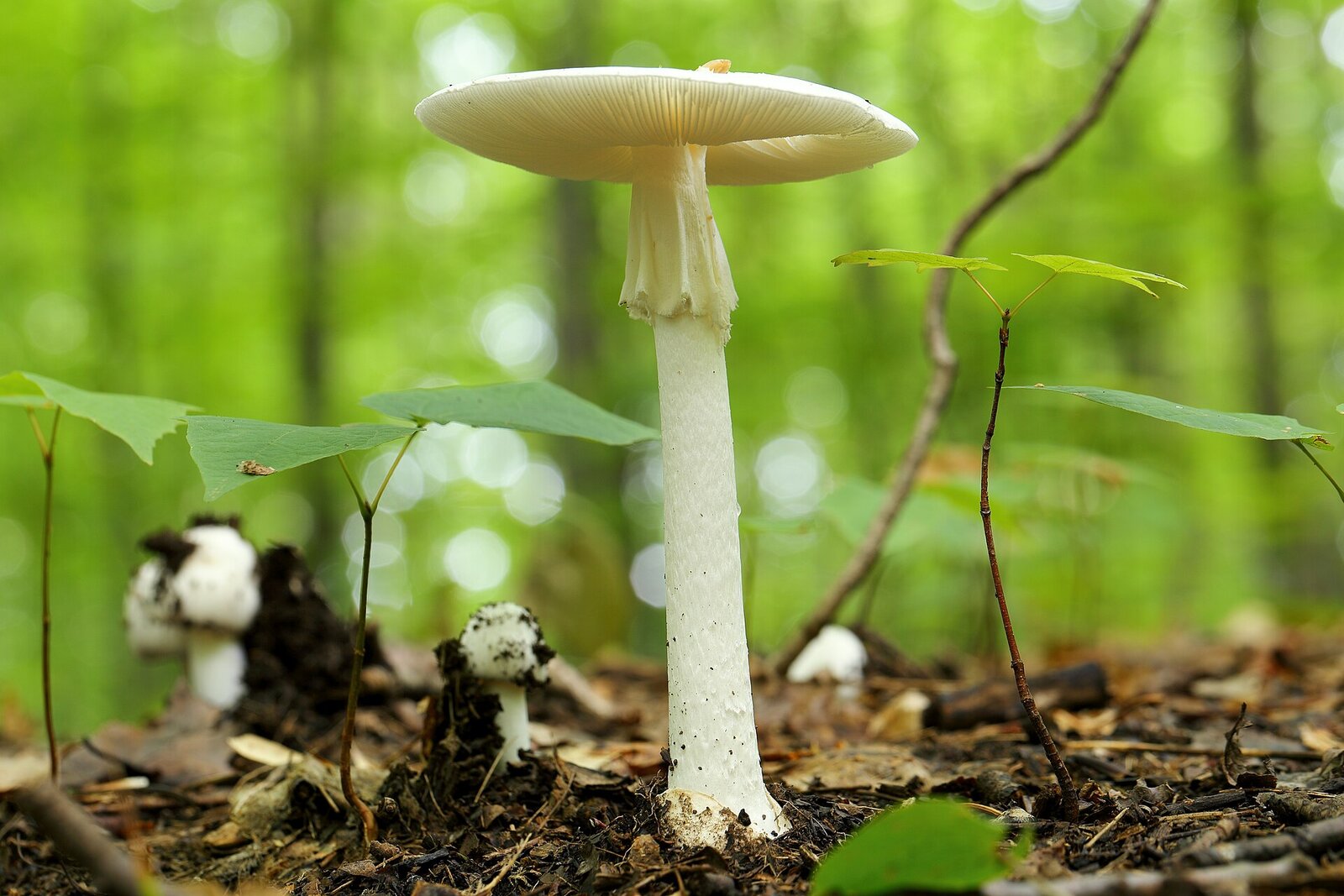 White destroying angel mushroom in forest setting