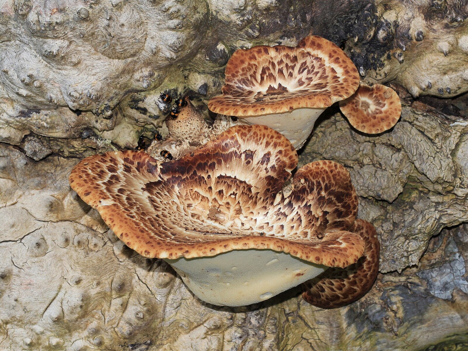 Large dryad's saddle mushroom with scaly brown cap on dead wood