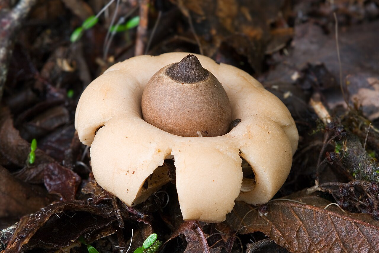 Earthstar mushroom with star-shaped outer layer and round spore sac
