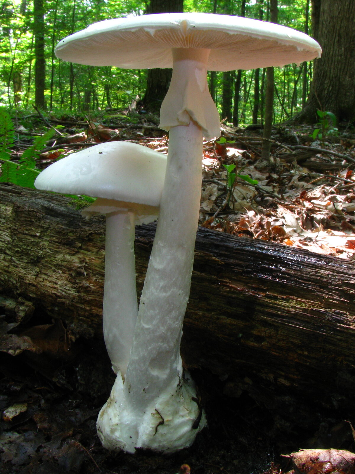 Pure white destroying angel mushroom with ring on stem