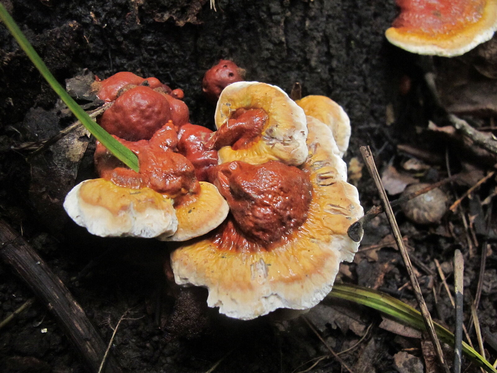 Varnished reddish-brown eastern reishi mushroom