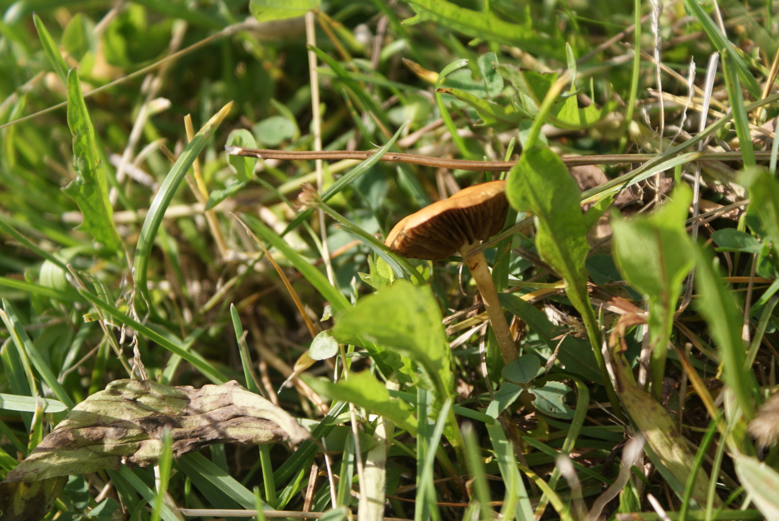 Small tan fairy ring mushrooms growing in grass