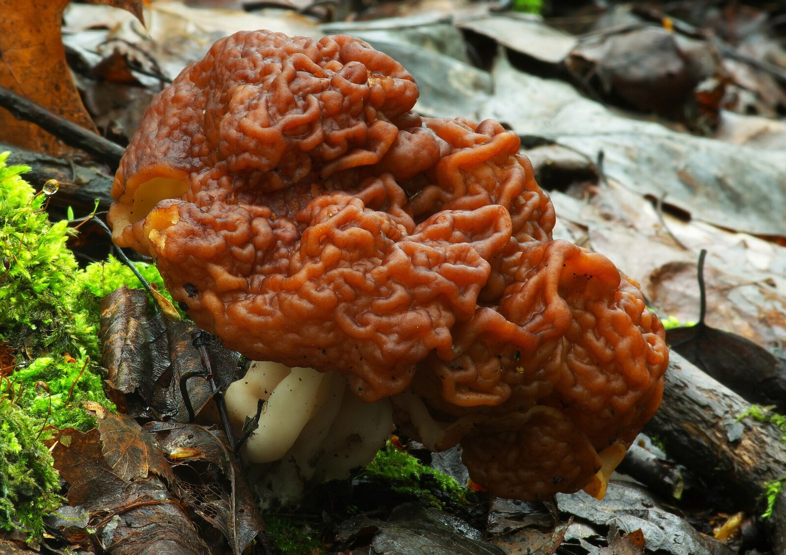 False morel mushroom with brain-like wrinkled cap