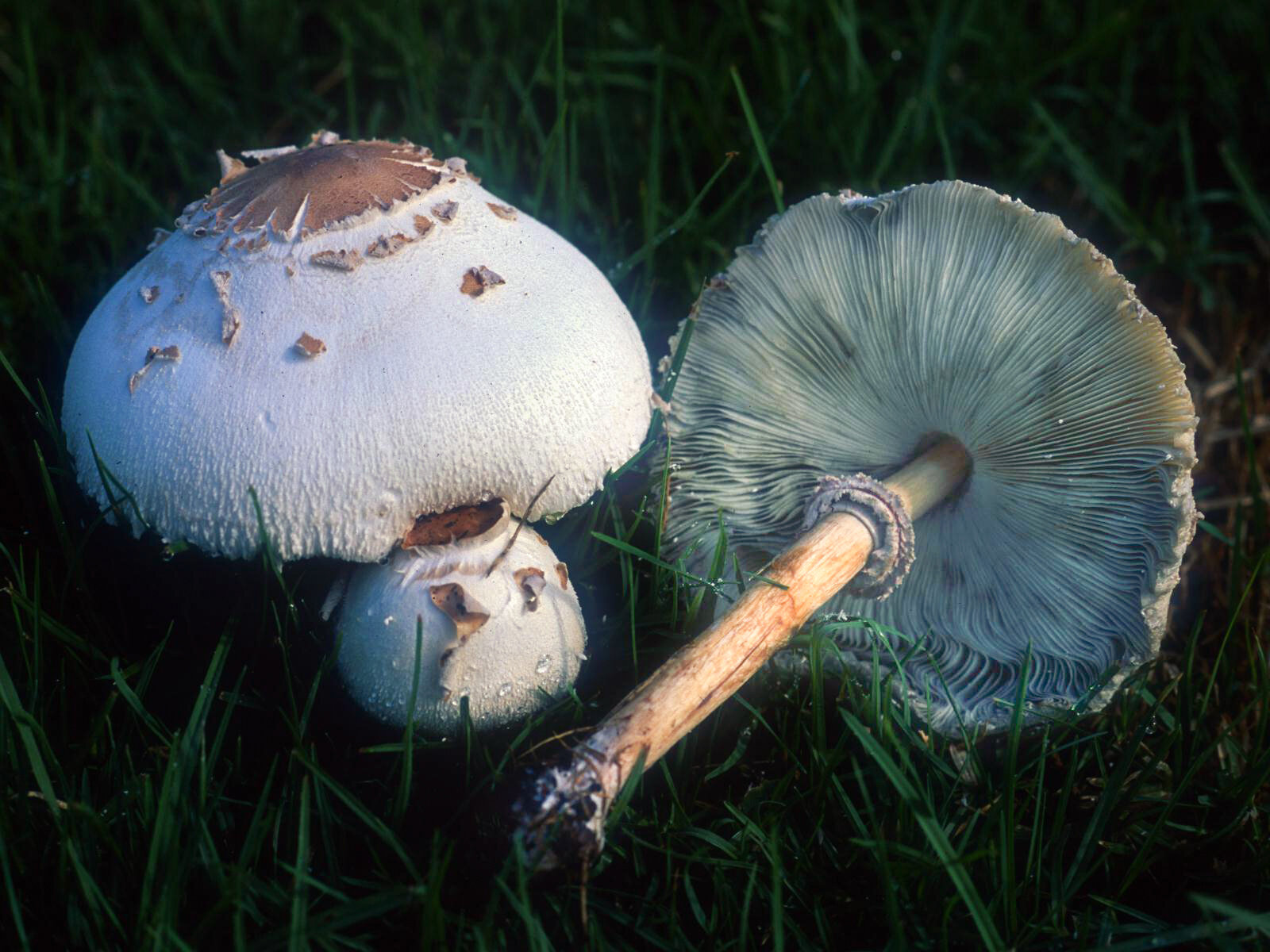 False parasol mushroom with green-spored gills