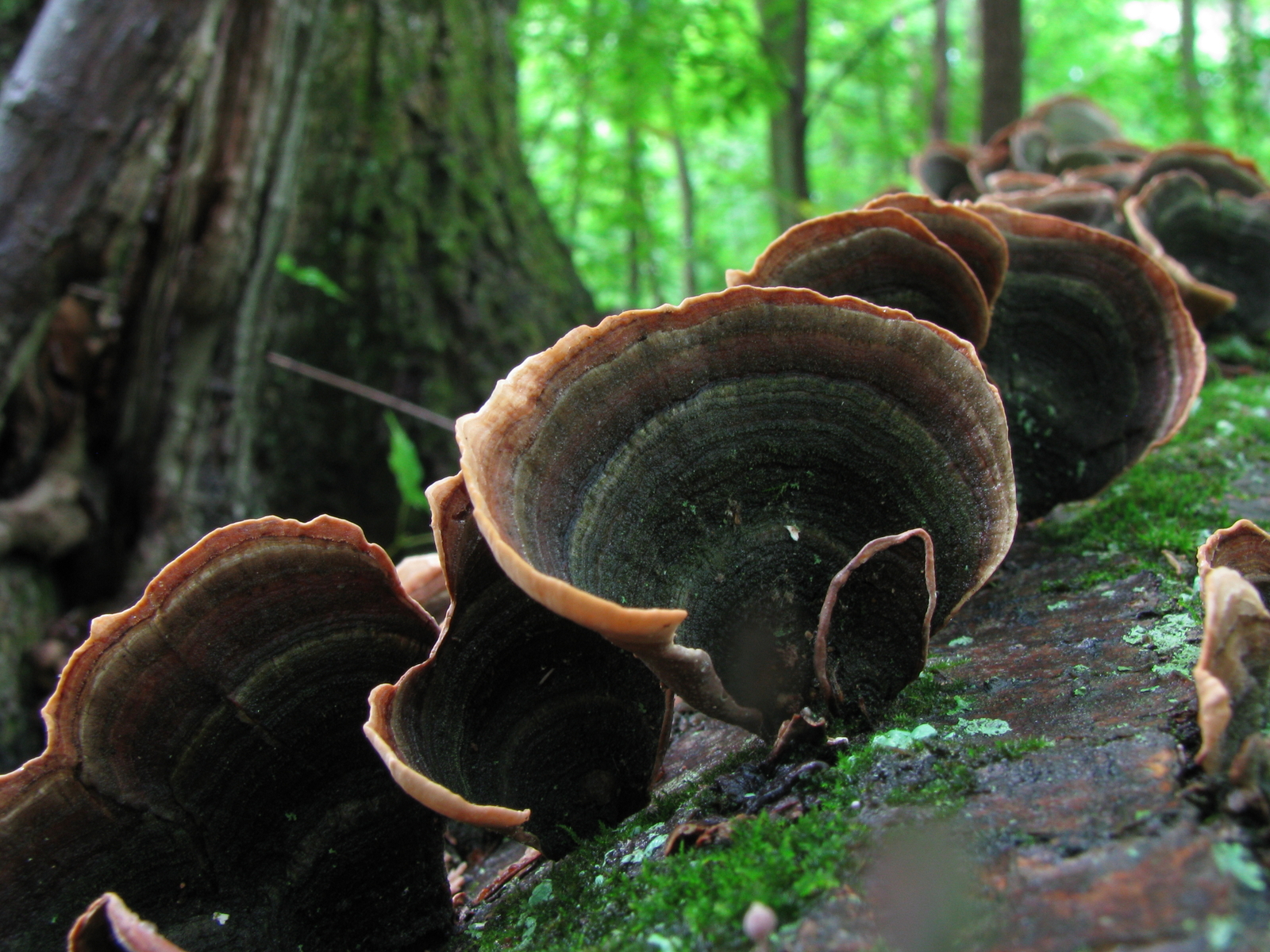 False turkey-tail brackets showing color bands on dead wood