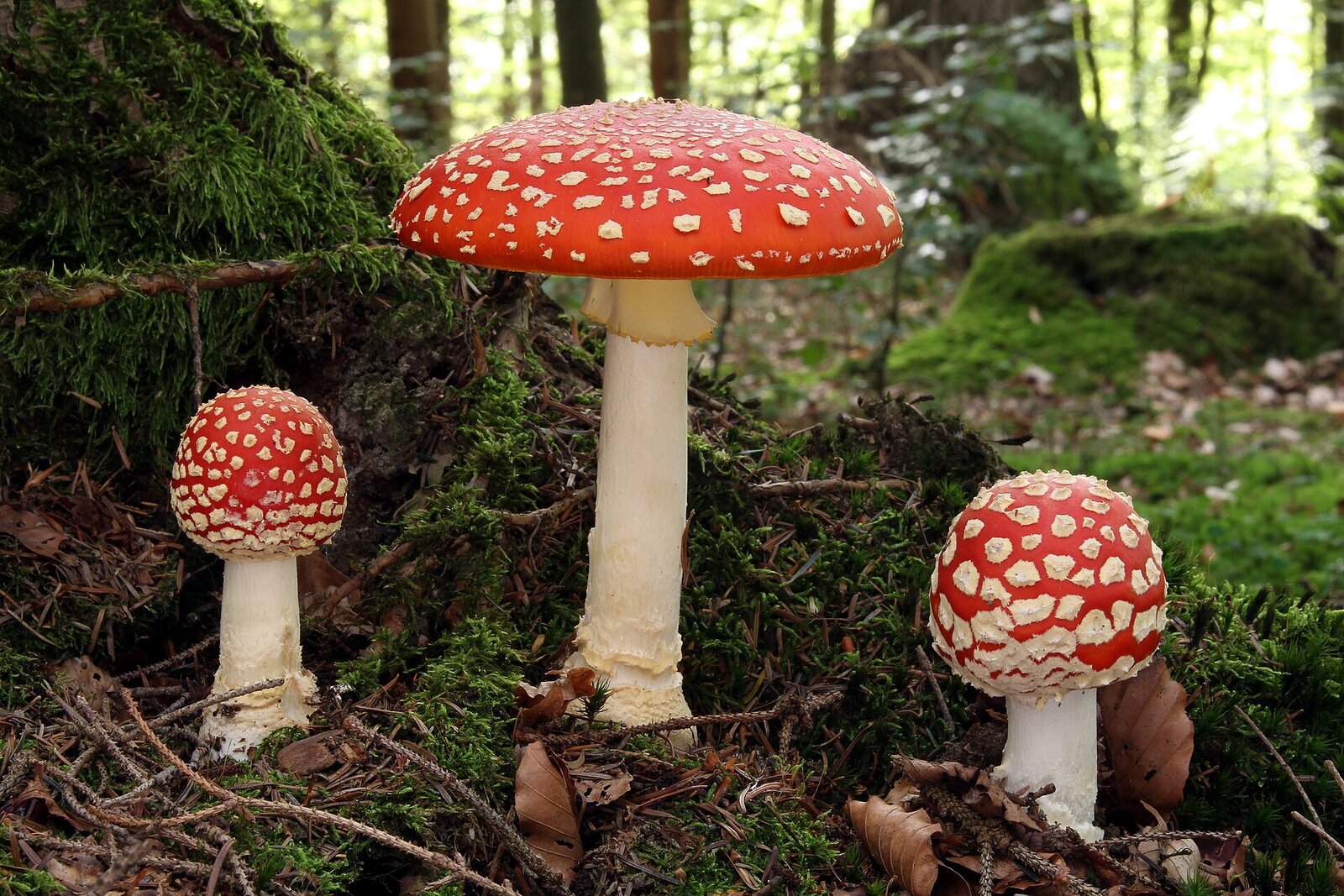 Red fly agaric mushroom with white spots on cap