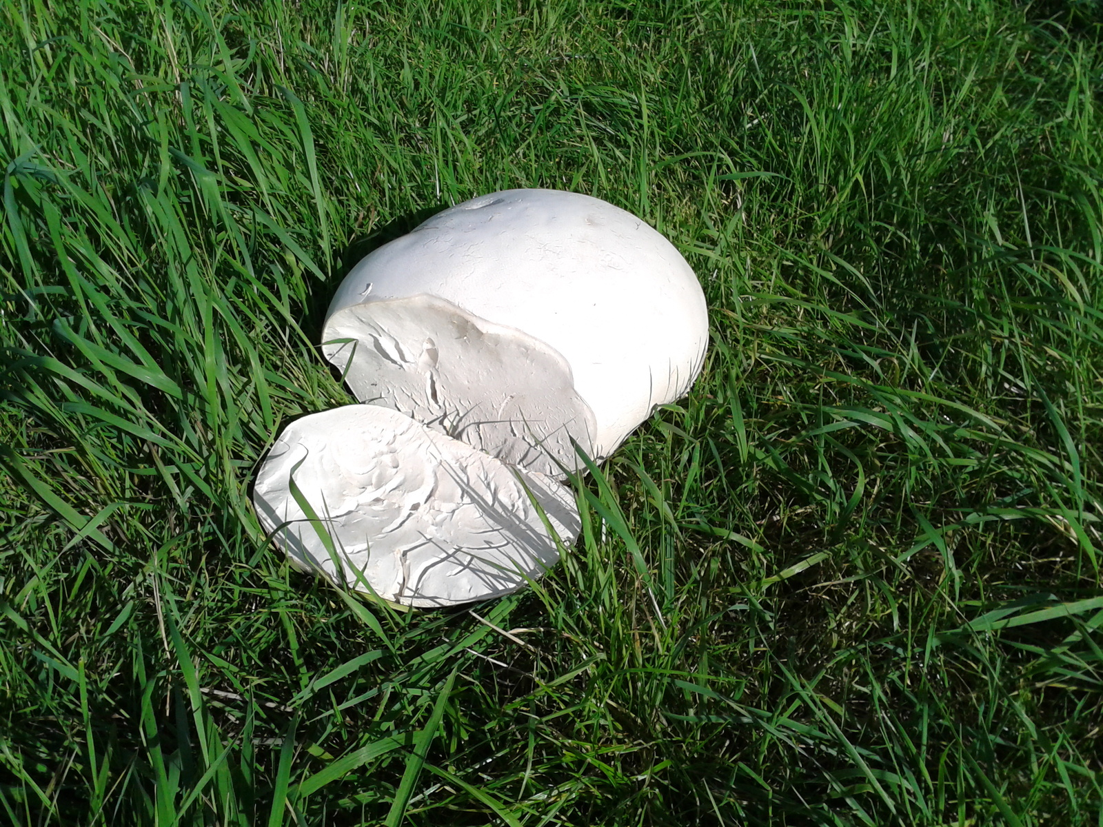 Large white giant puffball mushroom in a meadow
