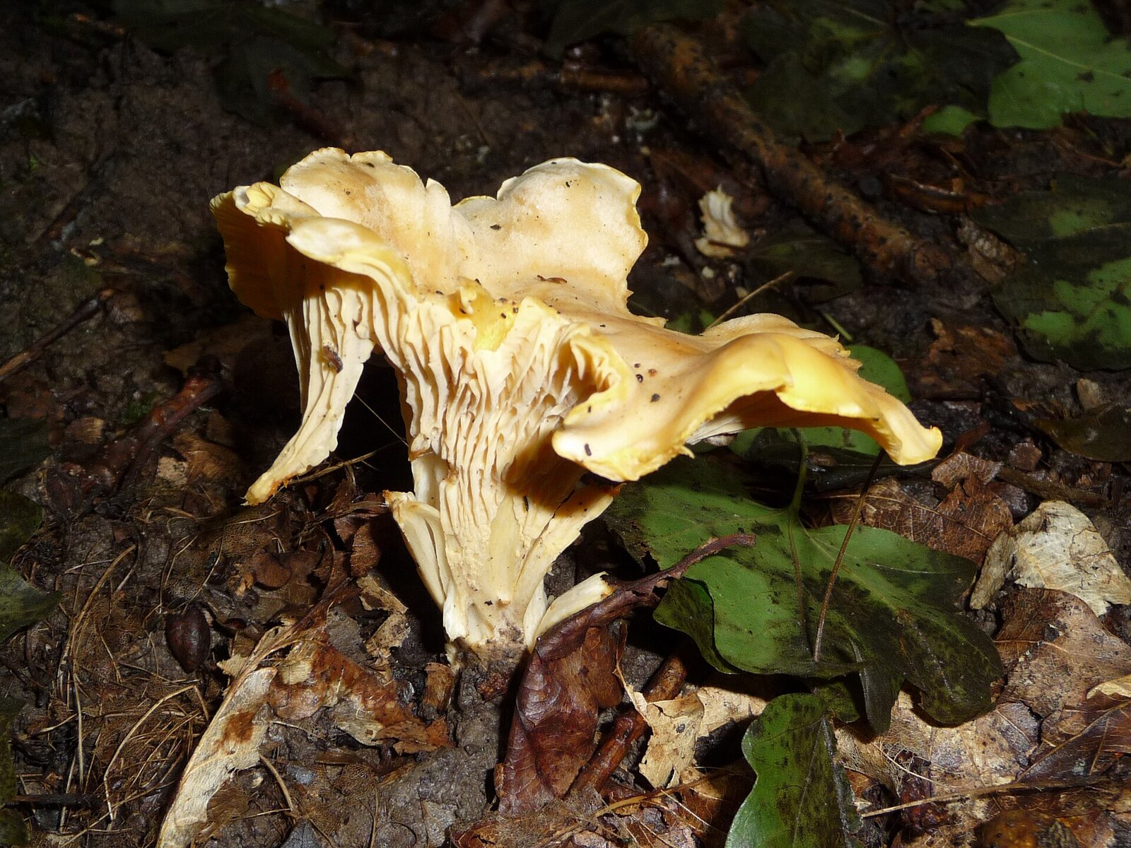 Golden chanterelle mushrooms on forest floor