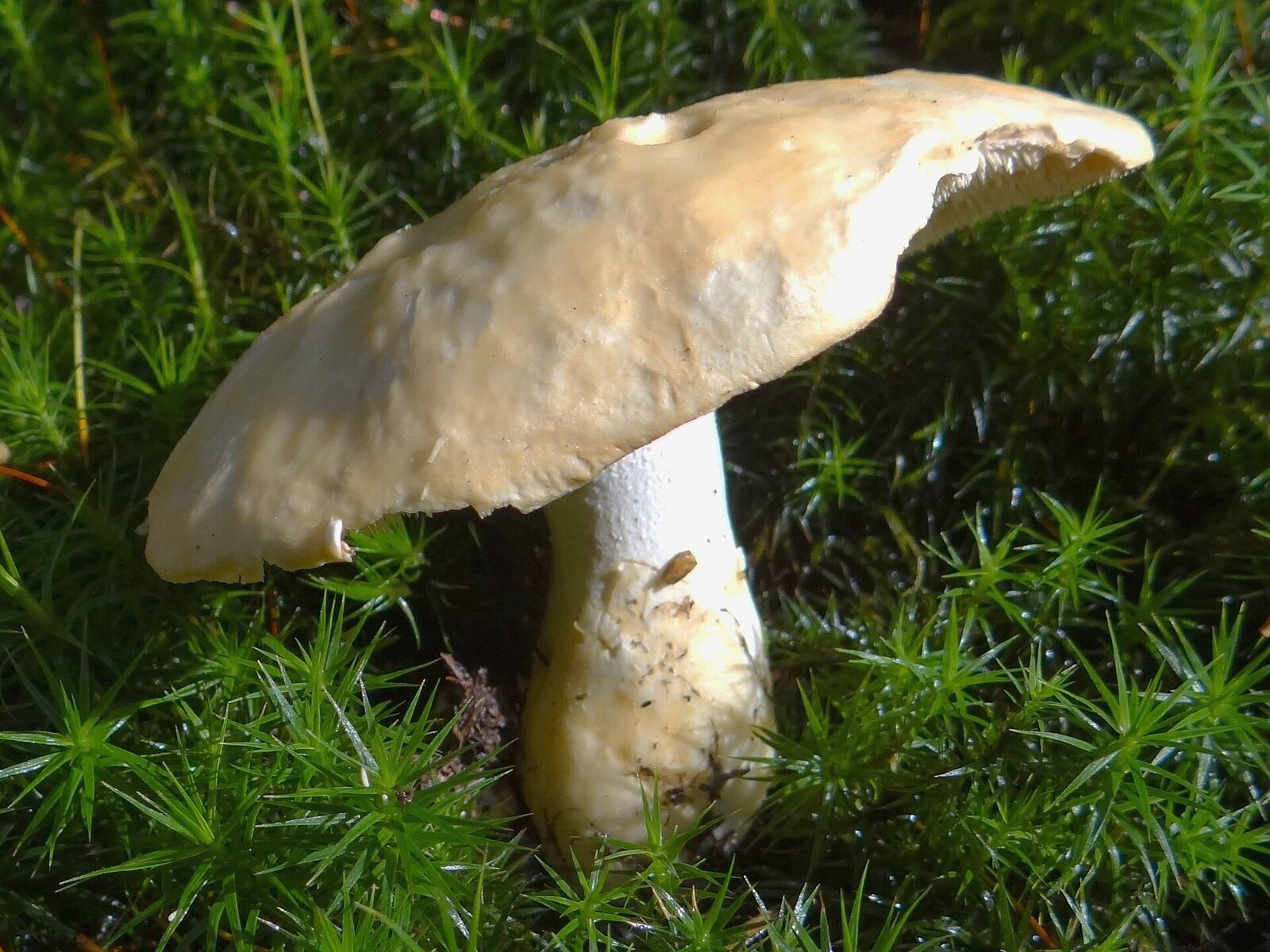 Hedgehog mushroom showing spines under the cap