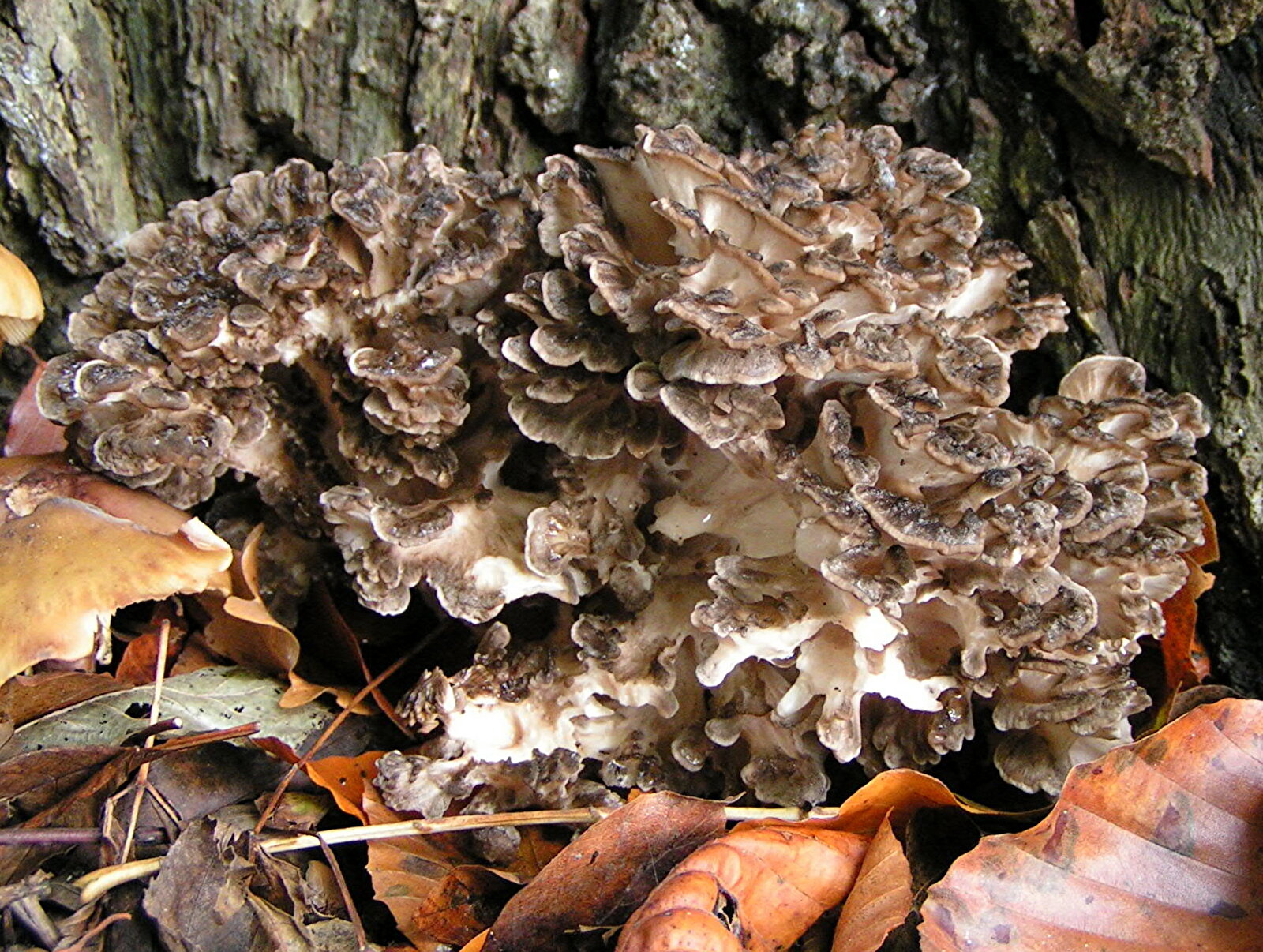 Large hen of the woods mushroom cluster at base of tree