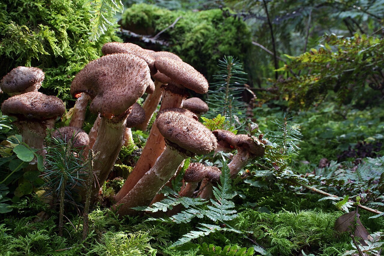 Cluster of honey-colored honey mushrooms at base of tree
