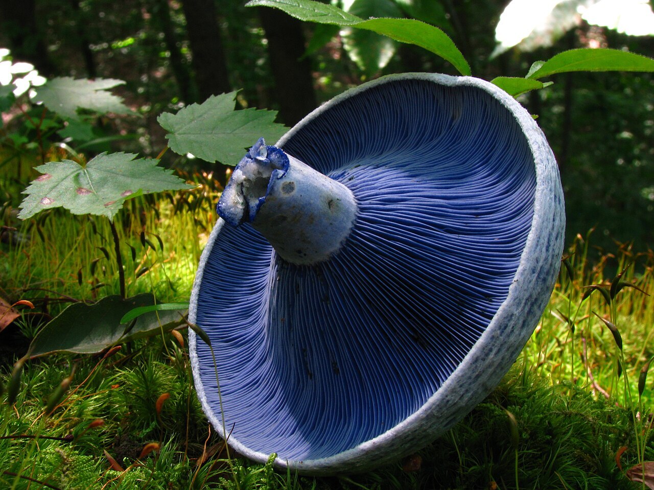 Blue indigo milkcap mushroom showing blue latex where cut