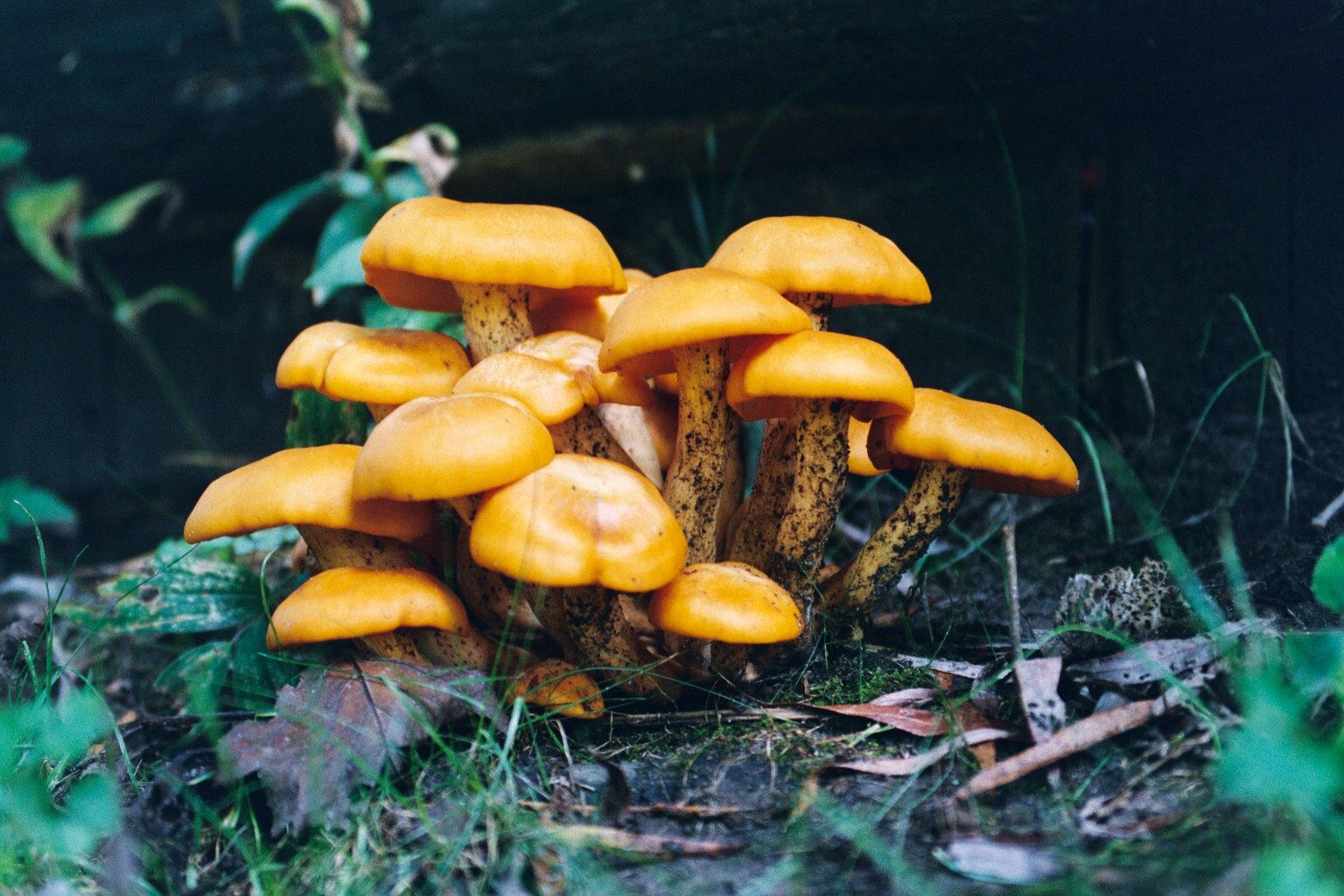 Bright orange jack-o-lantern mushrooms growing in a cluster on wood