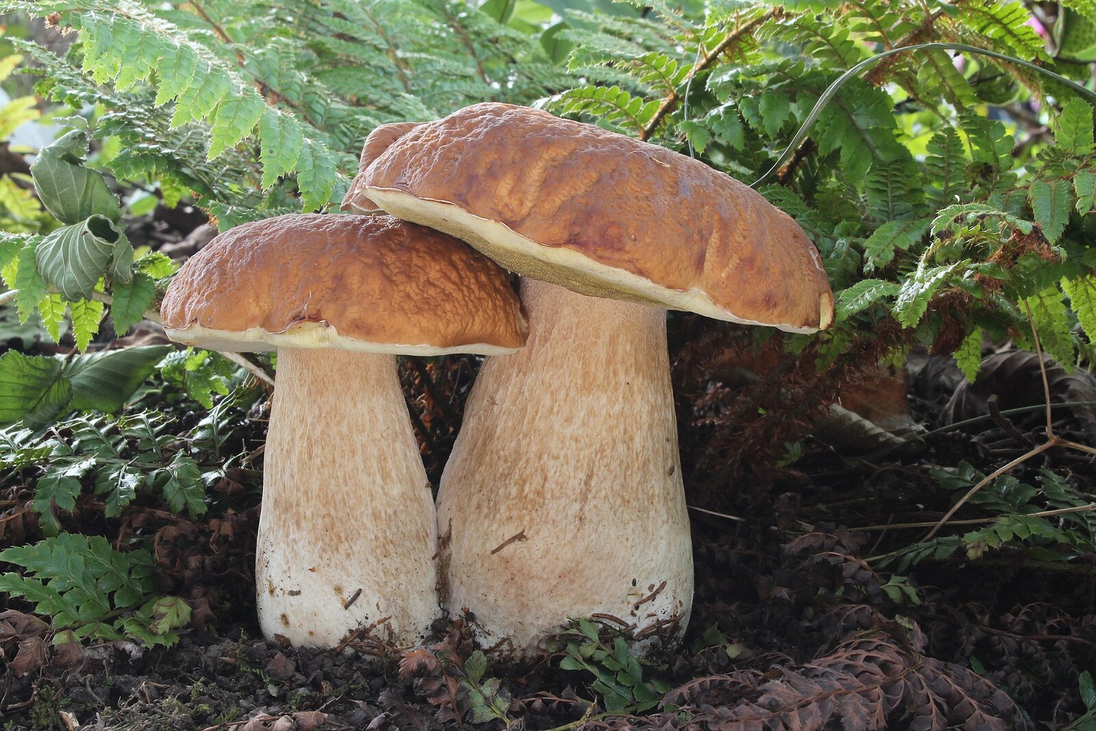 King bolete mushroom with brown cap and thick white stem