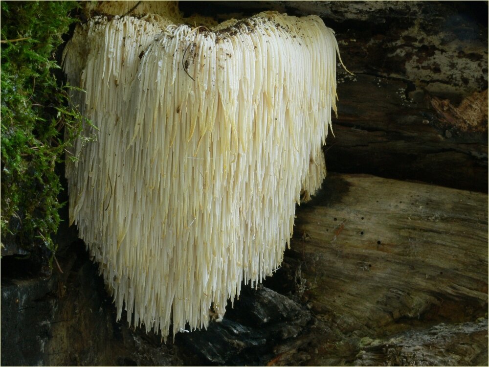 White lion's mane mushroom with cascading icicle-like spines