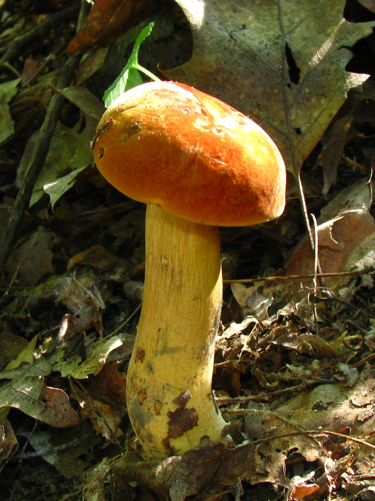 Lurid bolete showing blue staining where flesh is cut