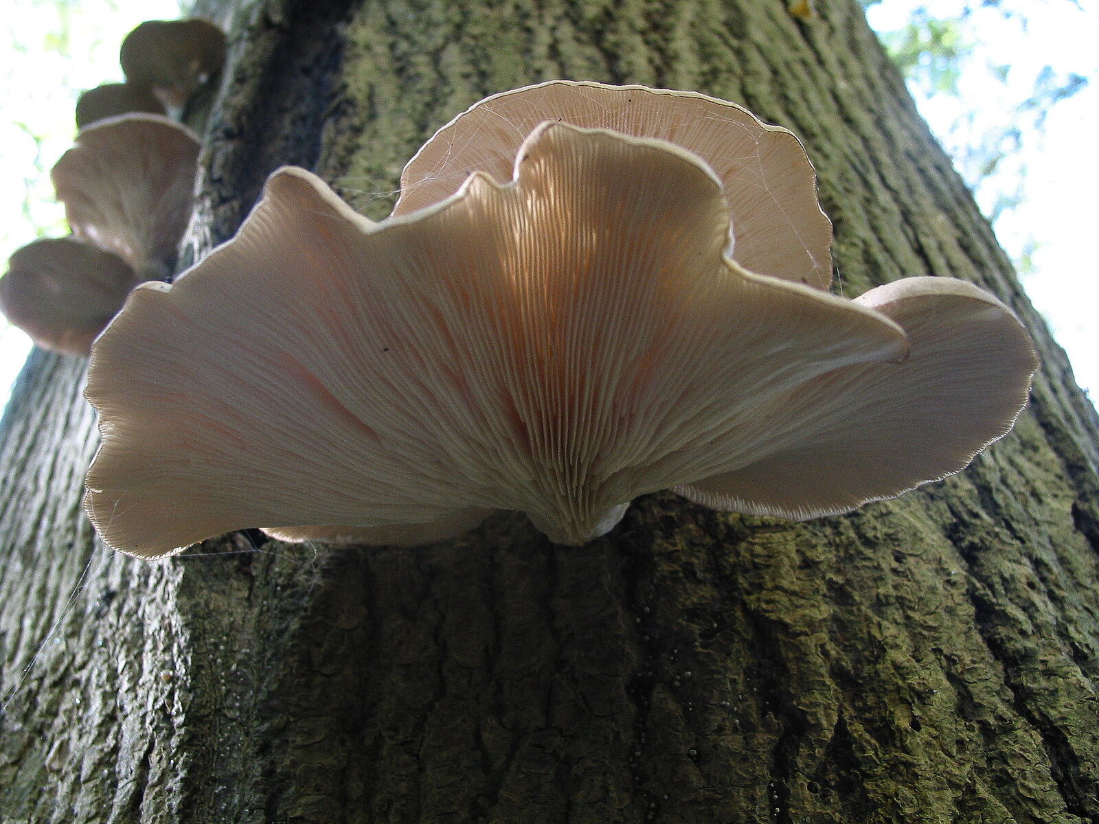 Cluster of white oyster mushrooms on a dead log
