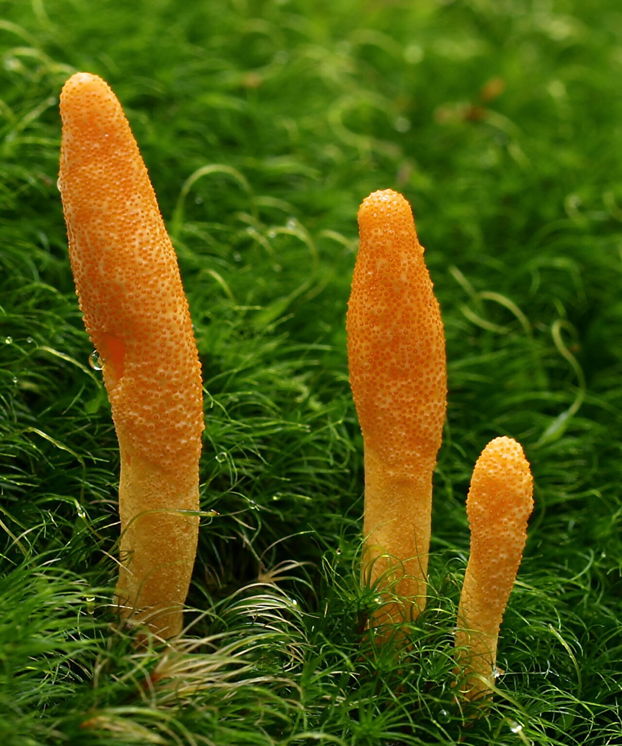 Orange club-shaped Cordyceps mushroom growing from buried insect