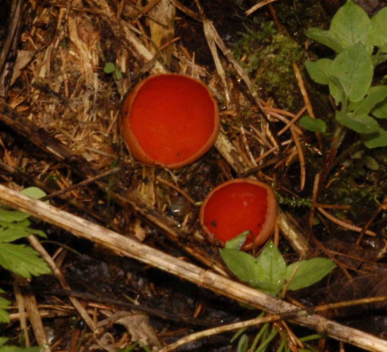 Bright red scarlet elf cup fungi on decaying wood