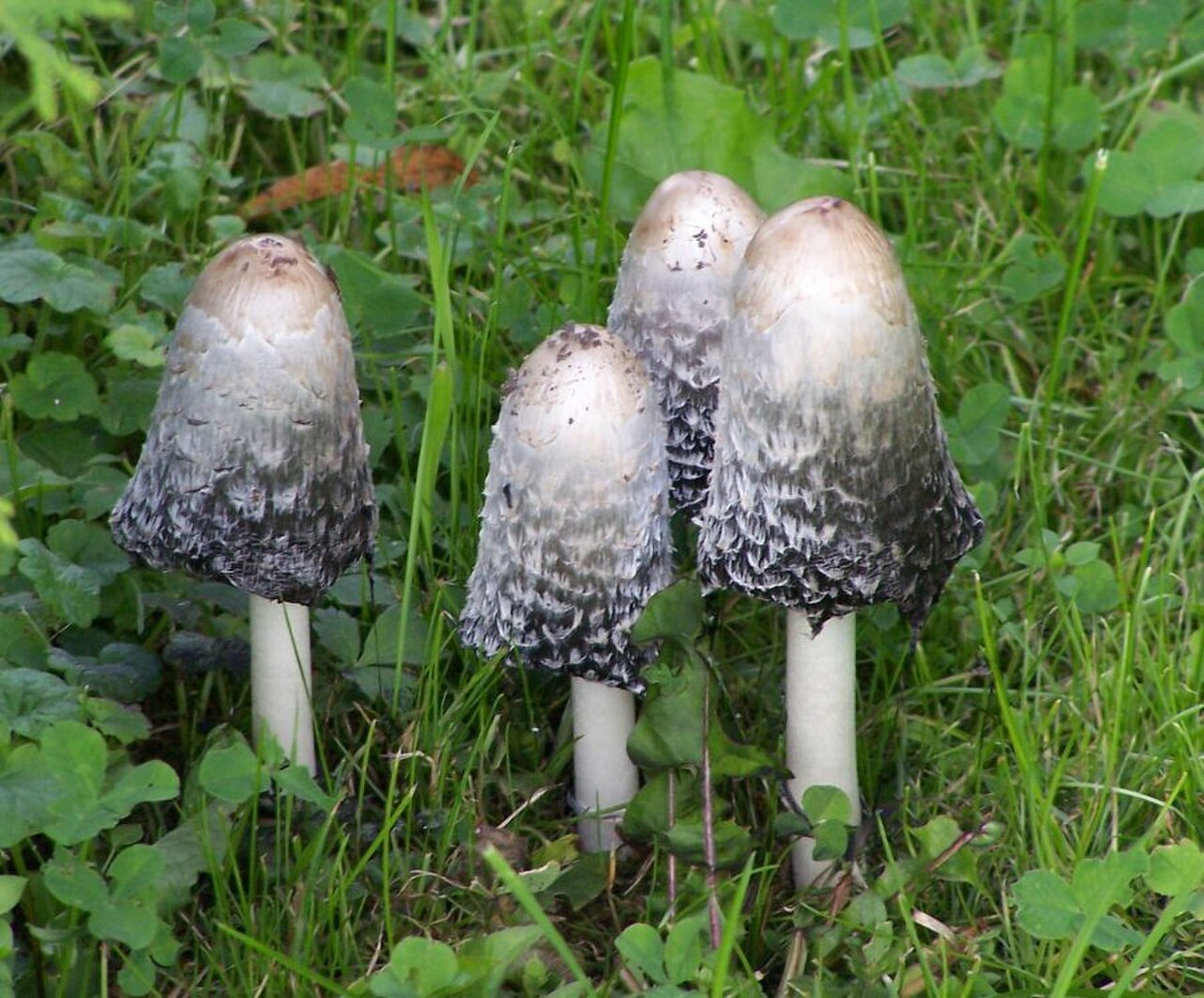 Tall white shaggy mane mushroom with cylindrical shaggy cap