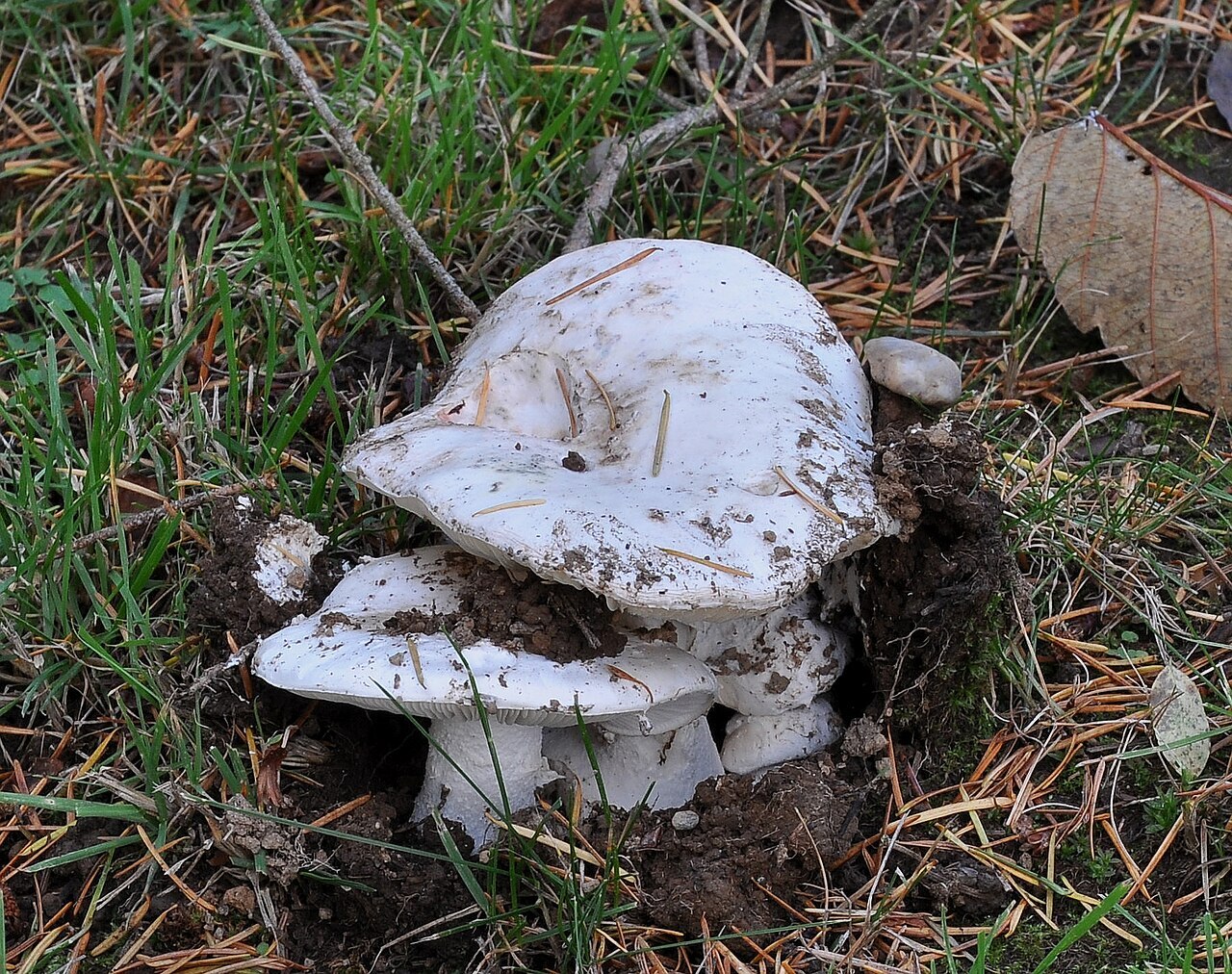 White short-stemmed brittlegill mushroom partially buried in leaf litter