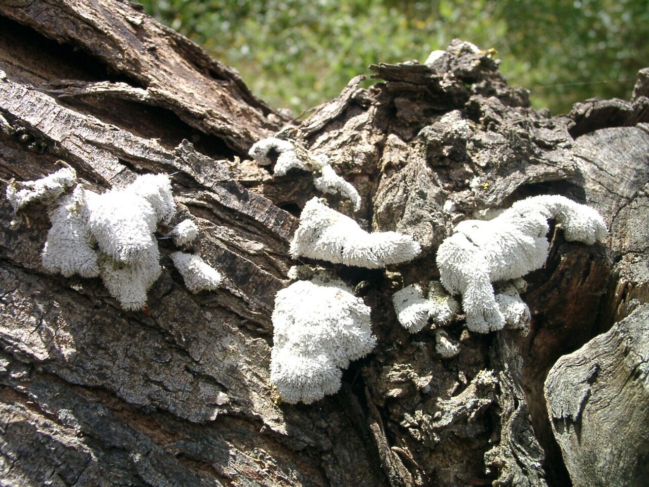 Small white split-gill fungi on dead wood showing split gill structure