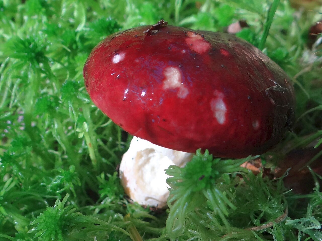 Bright red sickener mushroom with white stem and gills