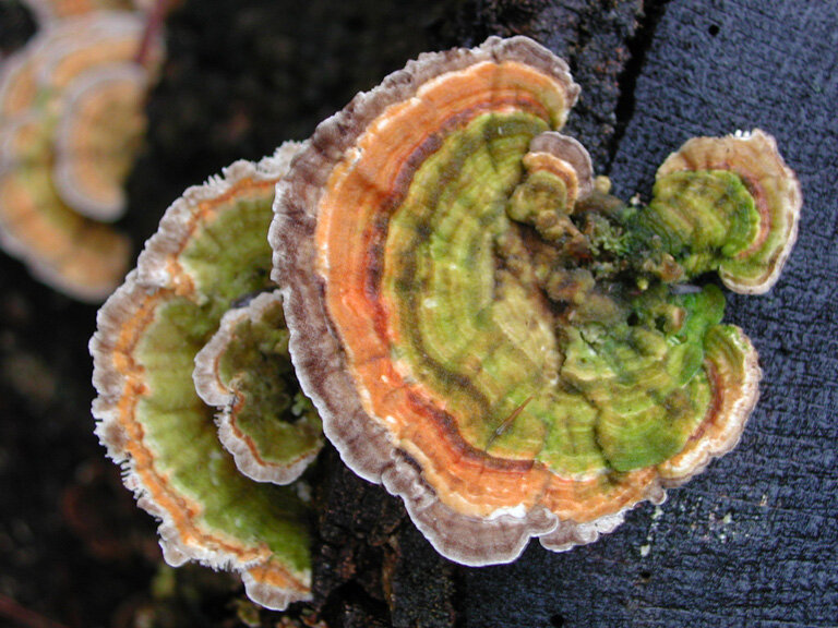 Turkey tail bracket fungi showing concentric colored bands