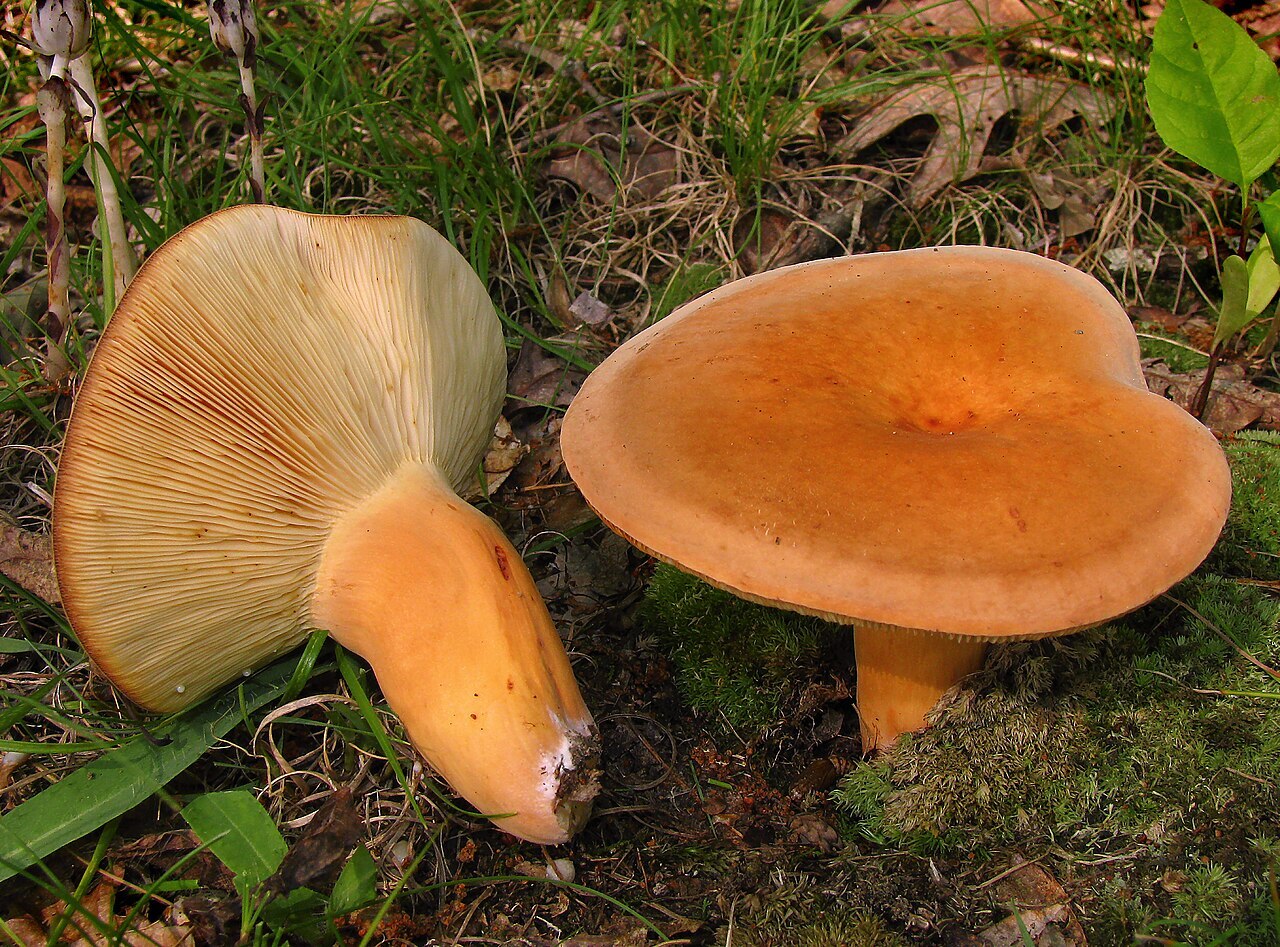 Orange-brown voluminous-latex milkcap mushroom