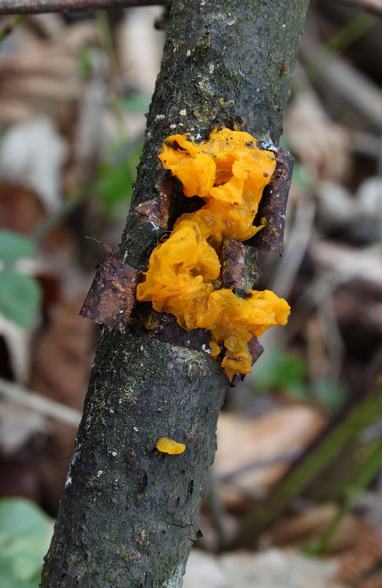 Bright yellow jelly-like witches' butter fungus on dead branch