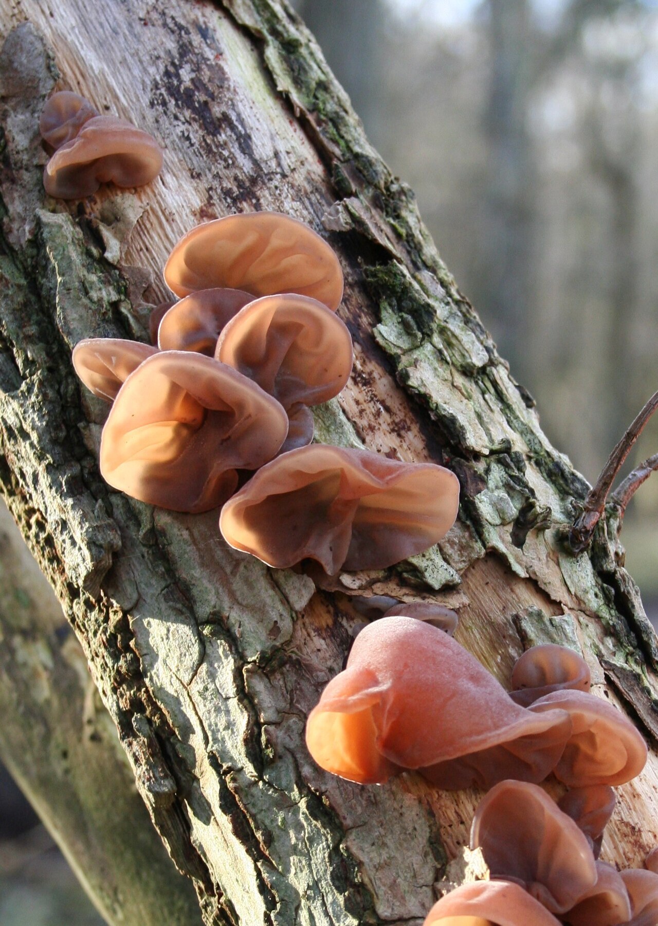 Brown ear-shaped wood ear fungi on dead wood